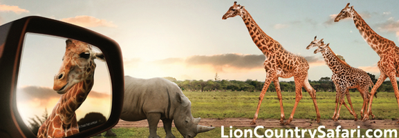 Lion Country Safari
